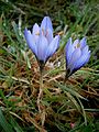 Crocus cancellatus (H)