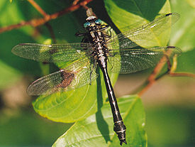 Дедка обыкновенный (Gomphus vulgatissimus)