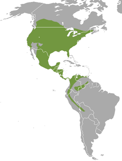 Distribución de M. frenata