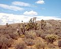 Image 28Joshua trees, yuccas, and cholla cactus occupy the far southwest corner of the state in the Mojave Desert (from Utah)