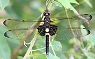 コシアキトンボ属 コシアキトンボ Pseudothemis zonata