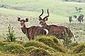 2018年2月2日 (五) 06:25版本的缩略图