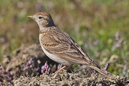 Trumpapirštis vieversys (Calandrella brachydactyla)