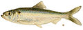 Alosa pseudoharengus