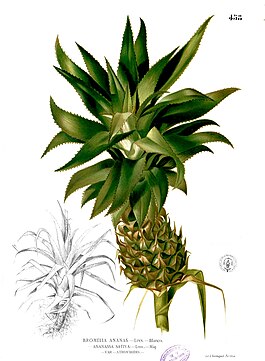 Ананас хохлатый (Ananas comosus (L.) Merr.)