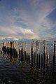 Bassin d'Arcachon