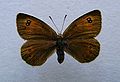 Erebia cassioides