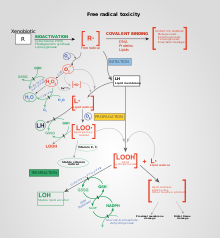 Free Radical Toxicity.svg