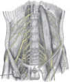 El plexe lumbar i les seves branques.