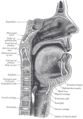 Burun, ağız, yutak ve gırtlağın sagittal kesiti.