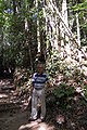 In the rain forest in amphoe Umphang, Thailand