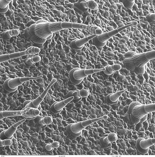 Лист табака крылатого (Nicotiana alata) под электронным микроскопом ZEISS962 SEM. Видны трихомы и устьица