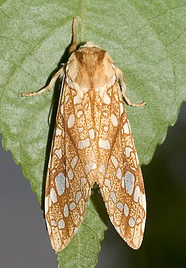 Lophocampa caryae