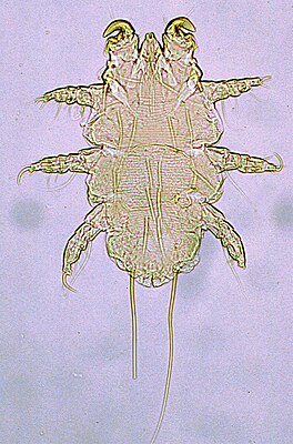 Myobiidae