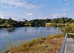 Okavango bost koe Namibia