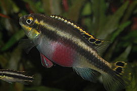 Pelvicachromis pulcher est un cichlidé nain originaire de l'Afrique de l'Ouest.