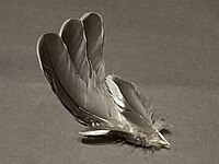 Secondary feathers of the West Peruvian dove