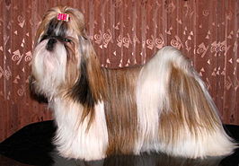 Shih tzu