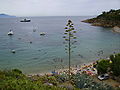 La spiaggia delle Cannelle, Giglio