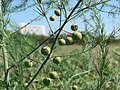 Asparagus officinalis