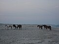 Wild horses on the beach