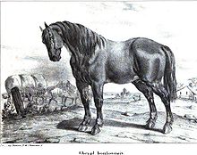 Gravure présentant le profil gauche d'un cheval massif à la robe sombre dans un champ.