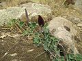 Aristolochia bridgesii