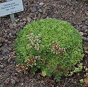 Crassula setulosa ✓