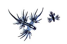 Nakensniglane Glaucus atlanticus (til venstre) og Glaucilla marginata er døme på eukaryotar.