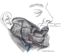 Dissection, showing salivary glands of right side (Masseter visible at center)