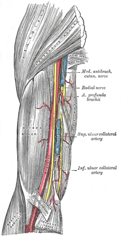 Arteria brachialis