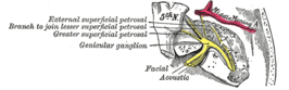 De ligging van de nervus vestibulocochlearis en de nervus facialis in de slaap.