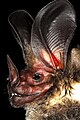 Oreilles très développées d'une chauve-souris, le Grand Lophostome