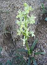 Vignette pour Orchis de Provence