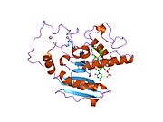 1r81: Glycosyltransferase A in complex with 3-amino-acceptor analog inhibitor and uridine diphosphate-N-acetyl-galactose