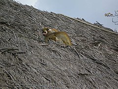 Dans l’île aux singes.