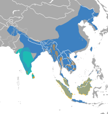 Prionailurus range.png