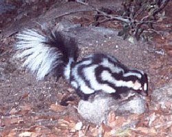 Rietumu plankumainais skunkss (Spilogale gracilis)