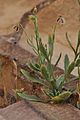 Osteospermum vaillantii