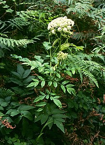 Angeliko (Angelica sylvestris) enhavas plantan estrogenon