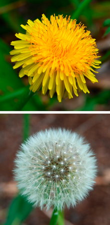 Pissenlits en gros plan. L'image du haut représente sa forme florale, l'image du bas sa forme "soufflable"