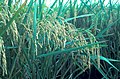 Oryza sativa (bulir tersusun dalam malai)