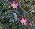 Rosa glauca