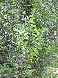 Ruscus aculeatus