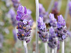 Lavendar flower