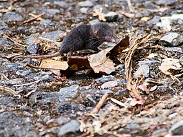 Crocidura monticola