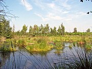 Aamsveen vanaf het pad tussen de grenspalen bekeken