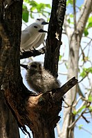 White tern parents near their chick, in Cousin Island, Seychelles