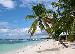 Palmeiras na praia de Alona