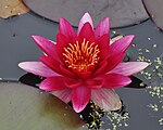 Nymphaea 'Attraction'